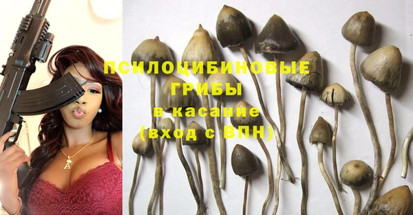 прущие грибы Балахна